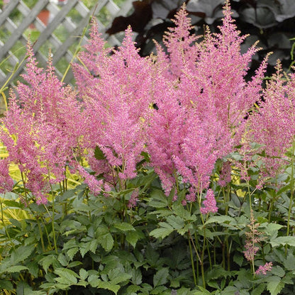 Rheinland Astilbe