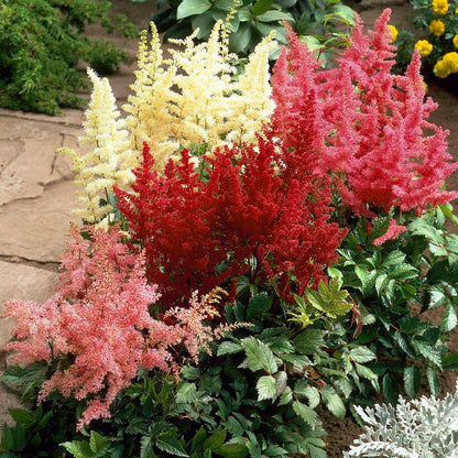 potted astilbe plants for sale Astilbe Mix