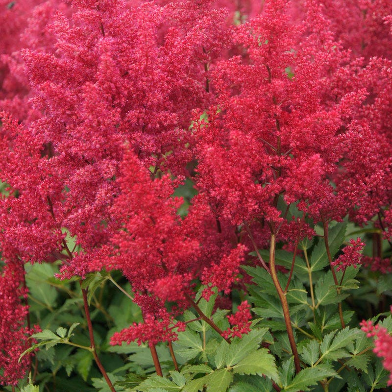 Shady Nook Pre-Planned Garden