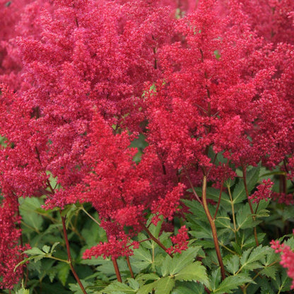 Shady Nook Pre-Planned Garden