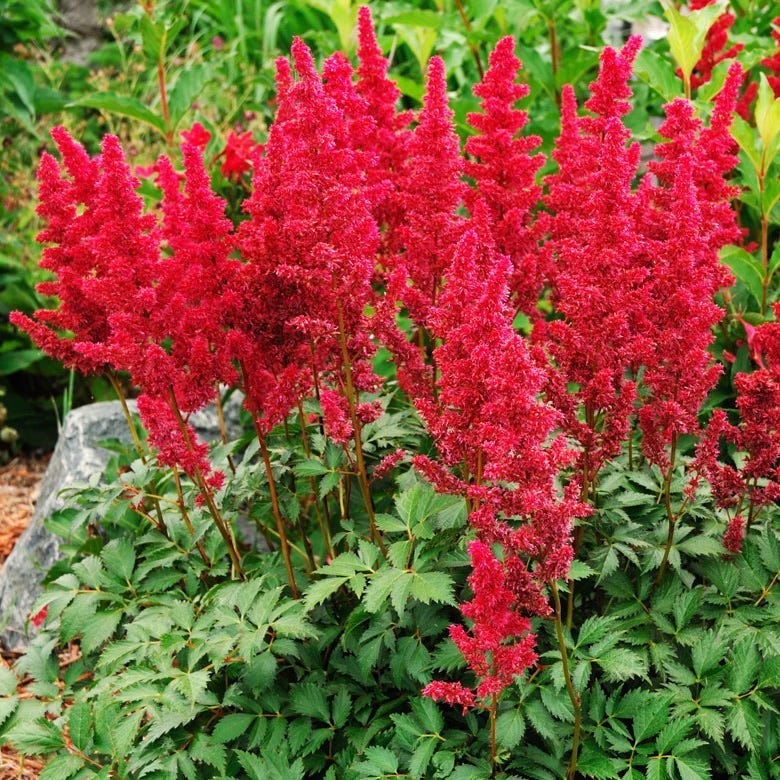 Shade Loving Pre-Planned Garden