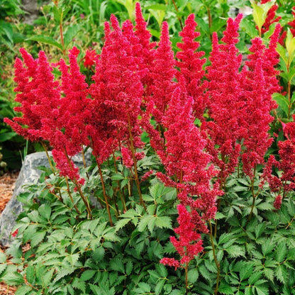 Shade Loving Pre-Planned Garden