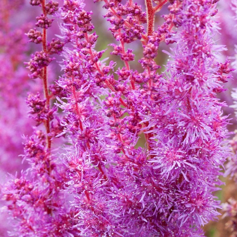 Purpurkerze Astilbe