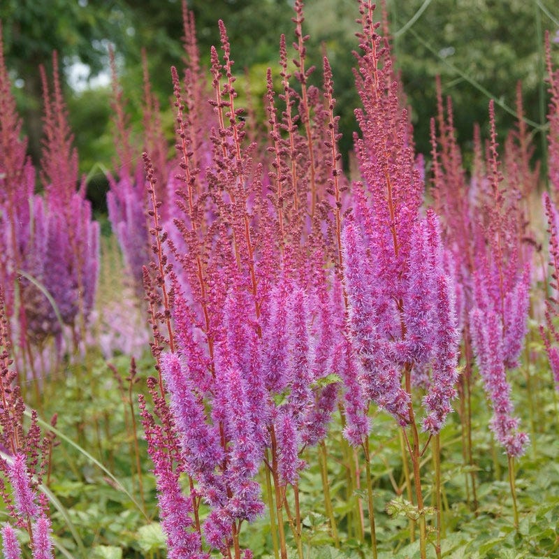 Purpurkerze Astilbe