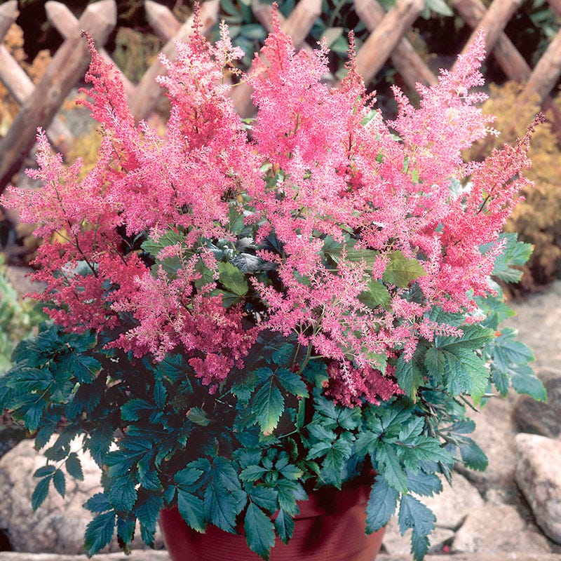 Rheinland Astilbe