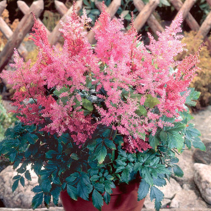 Rheinland Astilbe