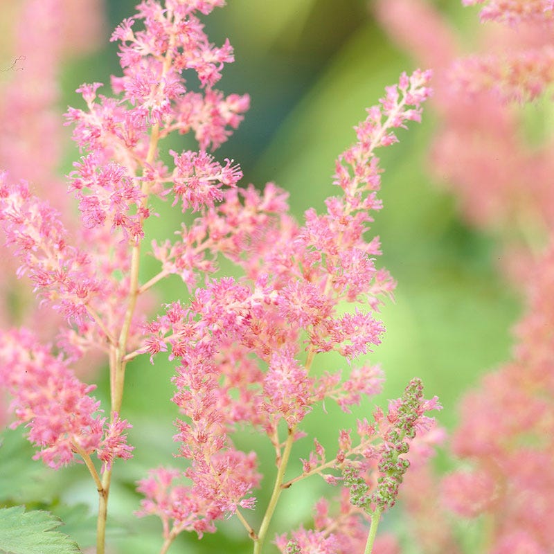 Rheinland Astilbe
