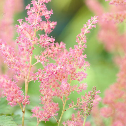 Rheinland Astilbe