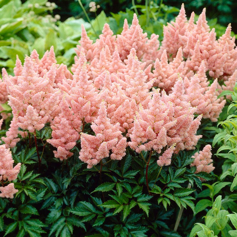 Farmhouse Pre-Planned Garden