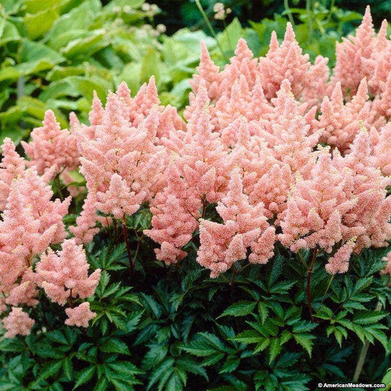 Sister Theresa Astilbe, False Spirea | American Meadows
