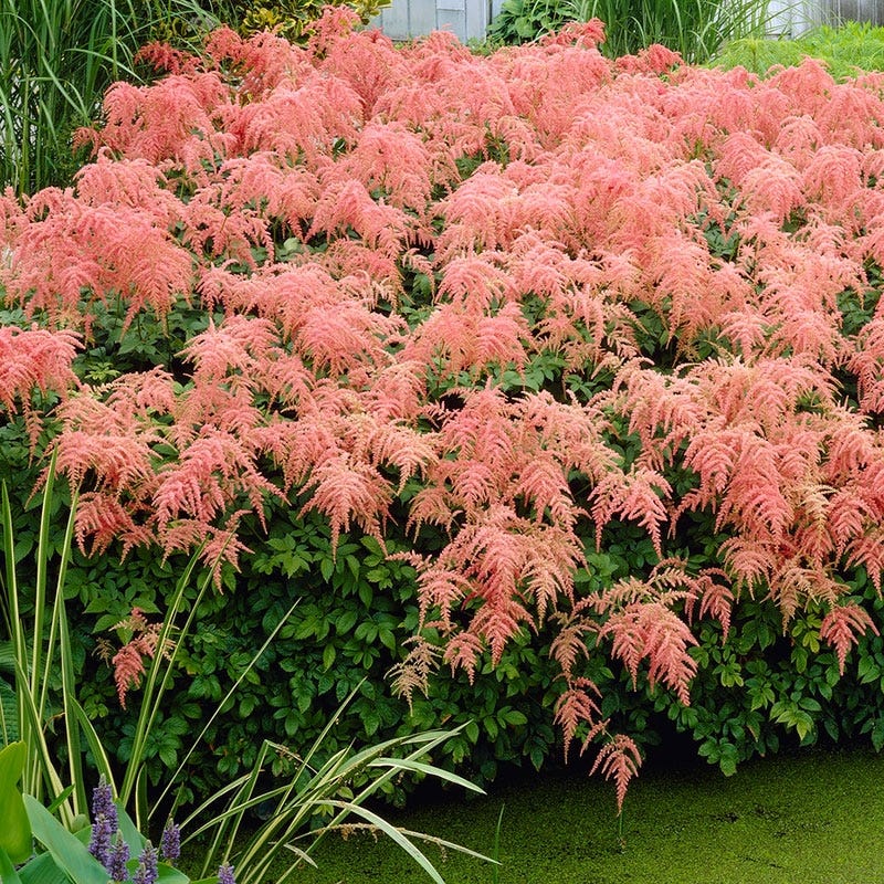 Straussenfeder Astilbe