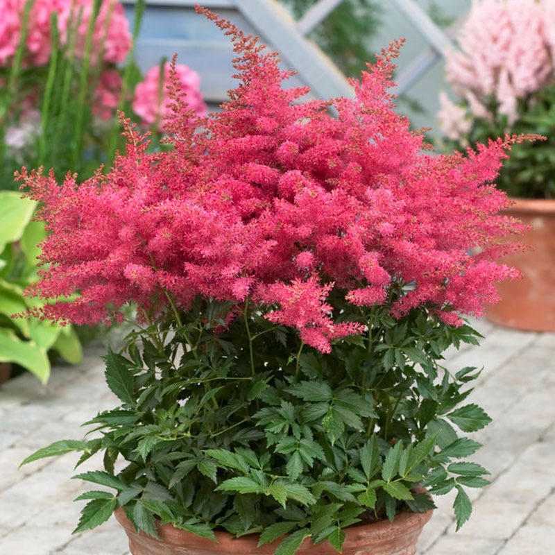 Astilbe Younique Cerise