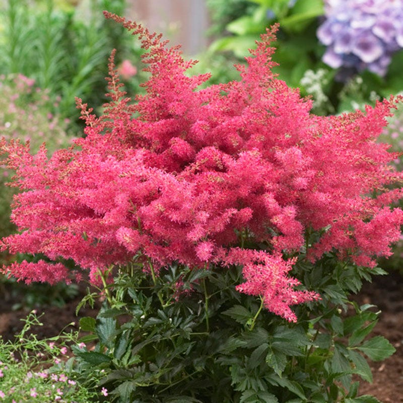 Astilbe Younique Cerise
