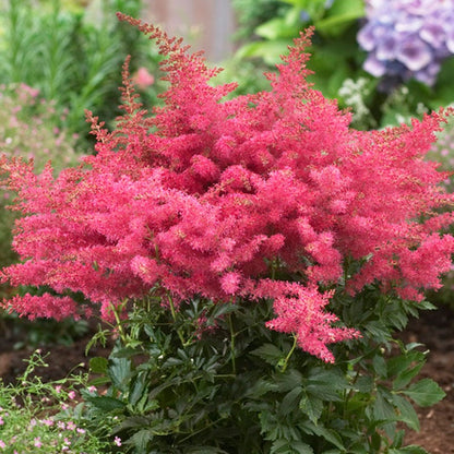 Astilbe Younique Cerise