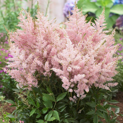 Silvery Pink Astilbe