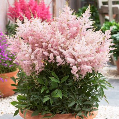 Silvery Pink Astilbe