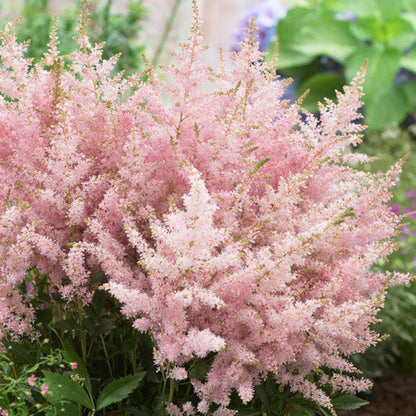 Silvery Pink Astilbe
