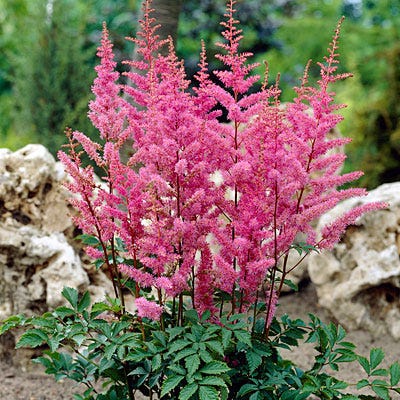 Amethyst Astilbe