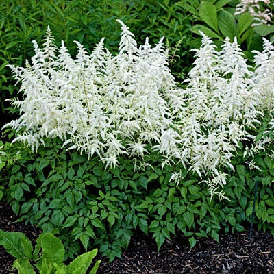 Deutschland Astilbe | White