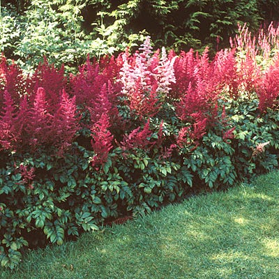 Fanal Astilbe