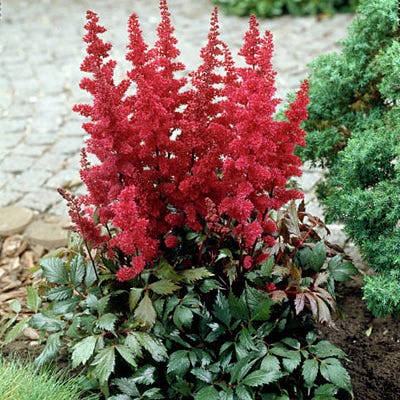 Fanal Astilbe