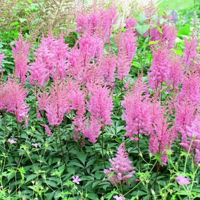 Gloria Astilbe