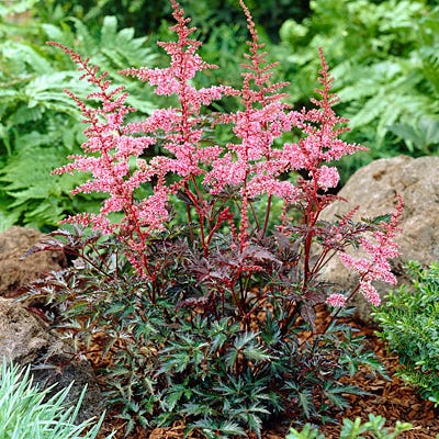 Key West Astilbe