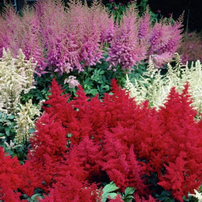 Astilbe Mix