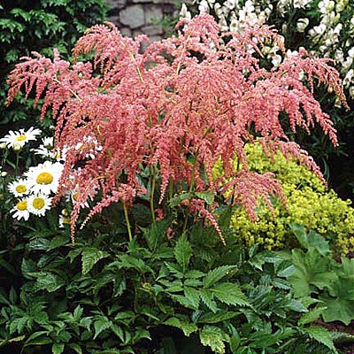 Straussenfeder Astilbe