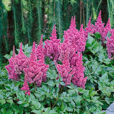 Visions Astilbe