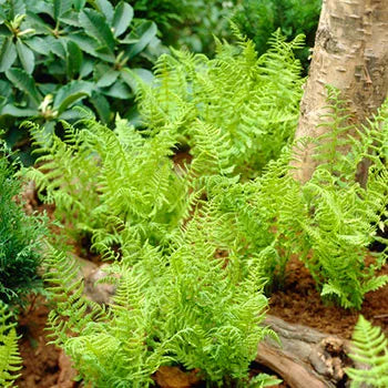 Lady Fern