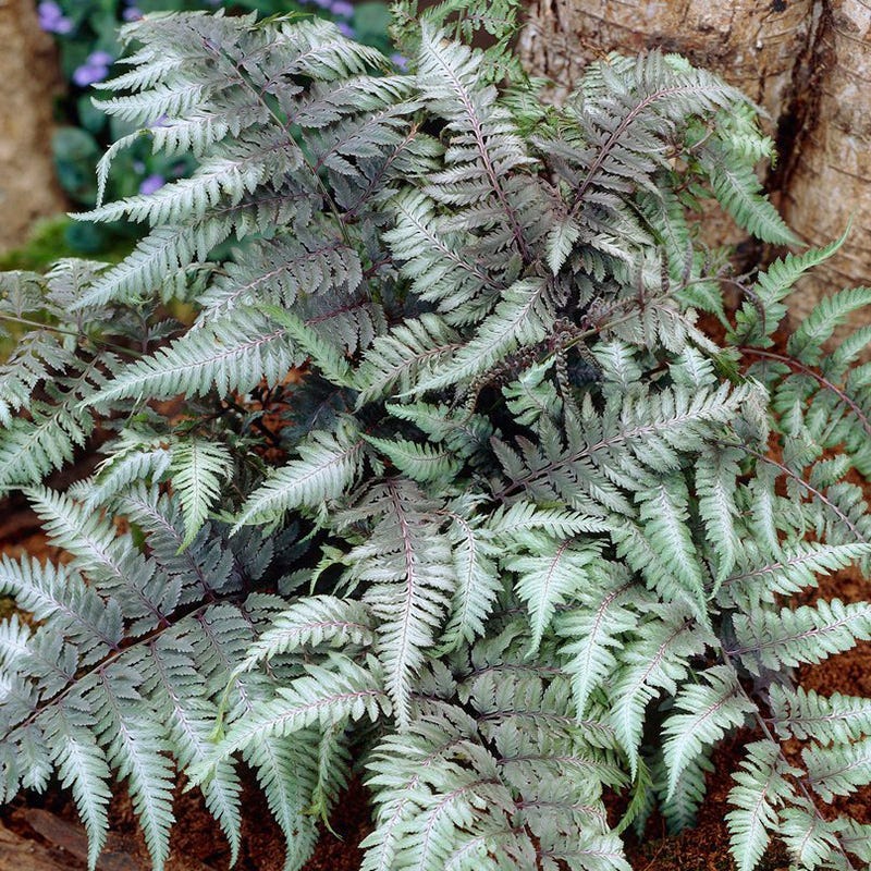 Shady Nook Fern Collection