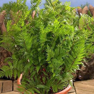 Lady in Red Lady Fern