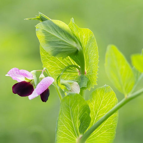 Austrian Winter Pea Seeds, Pisum arvense