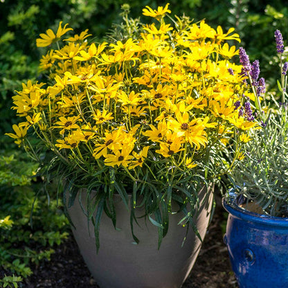 Autumn Gold Willowleaf Sunflower