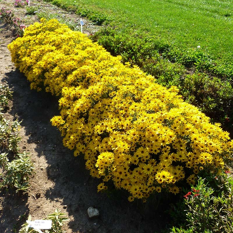 Autumn Gold Willowleaf Sunflower