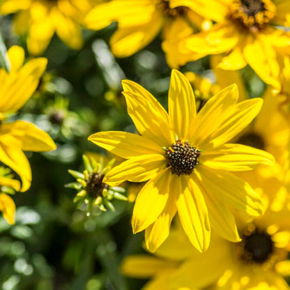 Mini Fall Flowering Pollinator Pit Stop Plant Collection