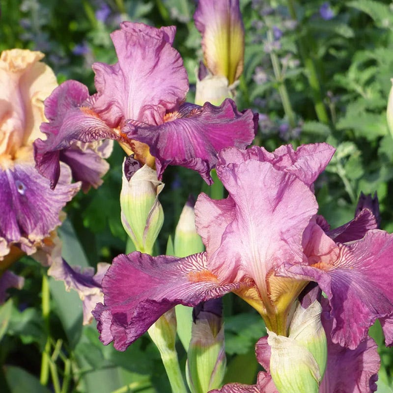 Vintage Ruffles Bearded Iris Collection