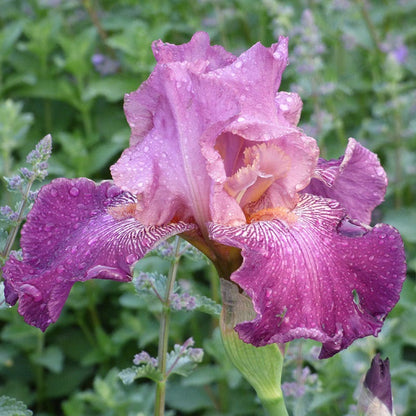 Autumn Rose Reblooming Bearded Iris
