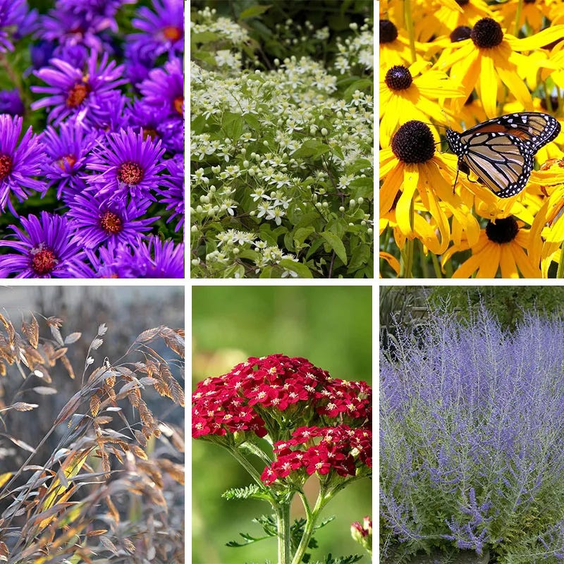 Autumnal Cottage Garden Plant Collection