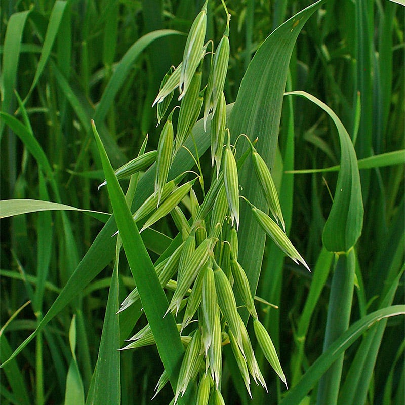 Wet Meadow Wildflower Seed Mix