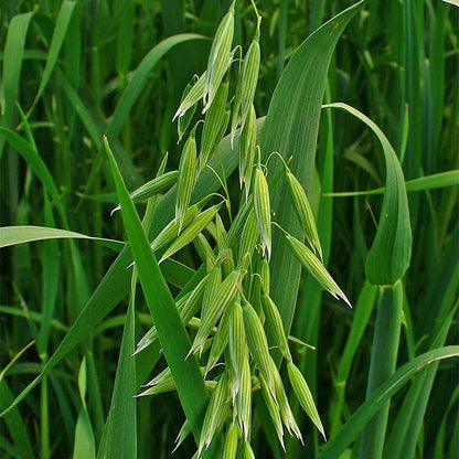 Wet Meadow Wildflower Seed Mix