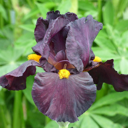 Awakening Embers Bearded Iris