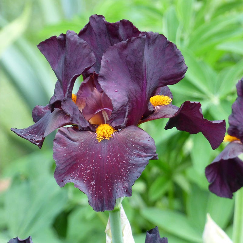 Awakening Embers Bearded Iris