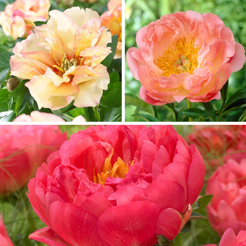 Award Winning Peony Collection