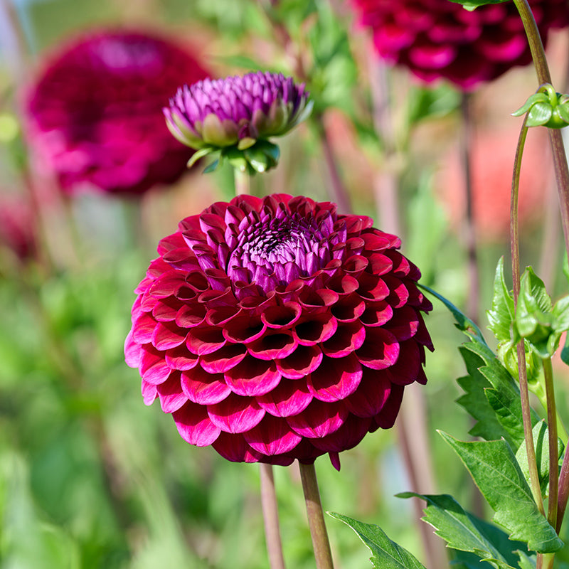 Geerlings Babette Ball Dahlia | Bold Crimson Blooms, Ball-Shaped Beauty