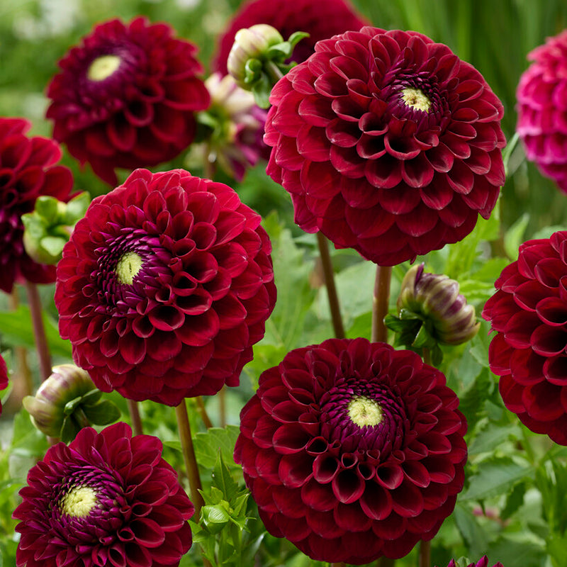 Babette Ball Dahlia