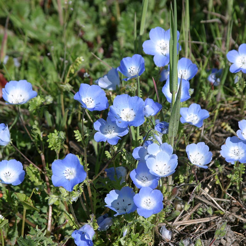 small wildflower seeds Blue Wildflower Seed Mix