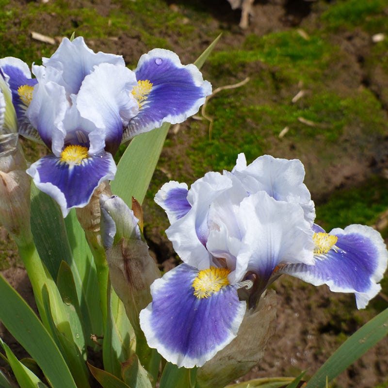 Baby Bruin Dwarf Bearded Iris