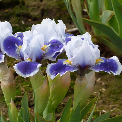 Baby Bruin Dwarf Bearded Iris